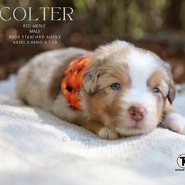 Colter- Red Merle Male - Red merle male Australian Shepherd puppy in Nacogdoches, Texas from TK Standard, Mini, & Toy Aussies