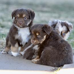 Miniature Australian Shepherd puppies from Shooting Stars Ranch Toy and Mini Aussies