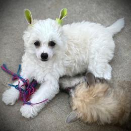 Beautiful Happy Happy Puff Boy - White male Chinese Crested puppy in Tomball, Texas from Gracieux Chinese Cresteds