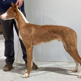 Harry - Ibizan Hound