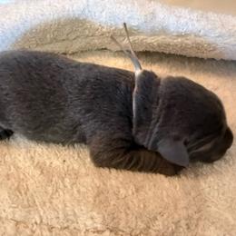 White - Charcoal female Dilute Retriever puppy in Marion, Illinois from Summer Lovin’ Labradors of Southern Illinois