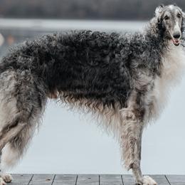 Knight - Borzoi