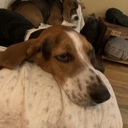Lucy - Basset Hound