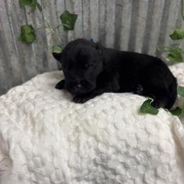 Dark Blue Collar - Black male Belgian Malinois puppy in Muskegon, Michigan from Red Acres Working Line K9s