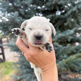 Girl 3 - Light golden female Golden Retriever puppy in Utah from Deseret Peak Goldens