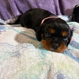 Poppi - Black and tan female Cavalier King Charles Spaniel puppy in Fairmount, Indiana from Dream Maker Cavaliers