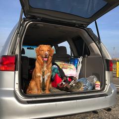 Nova Scotia Duck Tolling Retriever All Grown Up from Forest Cove Tollers
