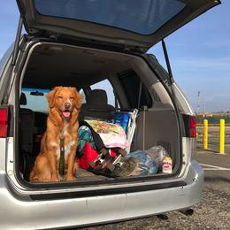 Nova Scotia Duck Tolling Retriever All Grown Up from Forest Cove Tollers