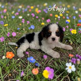 Amy - Tri-color female Cavalier King Charles Spaniel puppy in Miami, Florida from Mario’s Pups