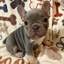 Noel - Tricolors female French Bulldog puppy in Lakeland, Florida from Fur Love And Puppies