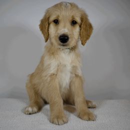 Lightning - Apricot Goldendoodle puppy in Millington, Tennessee from POP Goldendoodles
