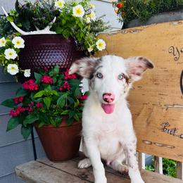 Boy 1 - blue collar - red merle - Red merle male Border Collie puppy in Minden, Iowa from Rocking N Registered Border Collies & Labradors