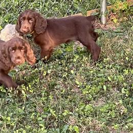 Field Spaniel Puppies from SandyMist Kennel