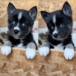 Miss liberty - Black and white Pomsky puppy in Findlay, Ohio from You Me & Our Pomskies