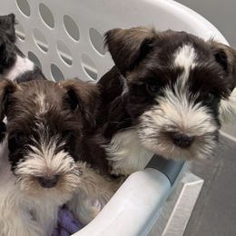 Miniature Schnauzers from Southern Paw Schnauzers