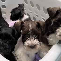 Miniature Schnauzers from Southern Paw Schnauzers