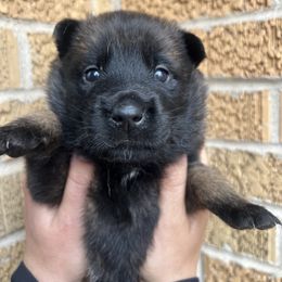 Belgian Malinois Puppies from Noordkust Malinois