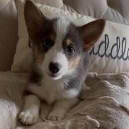 Annie - Gray and white female American Corgi puppy in Decatur, Texas from Bar S Corgis