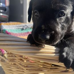 Labrador Retriever Puppies from Marshland Retrievers LLC