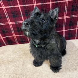 Green - Brindle male Scottish Terrier puppy in Morganton, North Carolina from Maylark Scottish Terriers