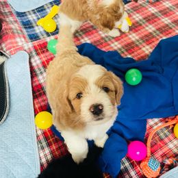 Aussiedoodle Puppies from Sheila Harwell