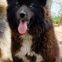 Rue - Black female Siberian Husky puppy in West Liberty, Ohio from Skyfallsiberians
