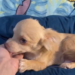 Remi (price: 3,500) - Fawn male Chihuahua puppy in Hillsboro, Texas from Pikanoo Pups