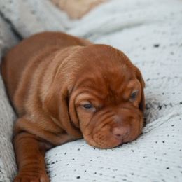 Vizsla Puppies from Ana Lane Vizslas