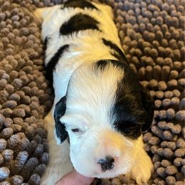 Boy 1 - Black white and tan male Cocker Spaniel puppy in Delphi, Indiana from Benchmark Cockers