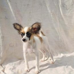 Female 1 - White and sable female Papillon puppy in Lineville, Alabama from TimberLane Papillon's