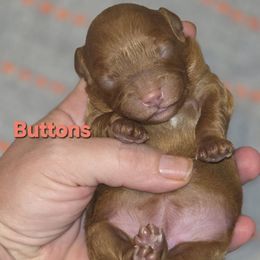 Buttons - Red female Cavapoo puppy in West Point, Mississippi from Golden Paws