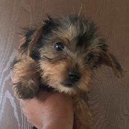 Yorkshire Terriers from Daja's Yorkies