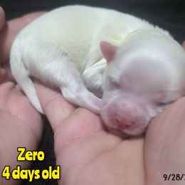 Zero - White male Maltese puppy in Belleville, Michigan from Michigan Maltese Puppies