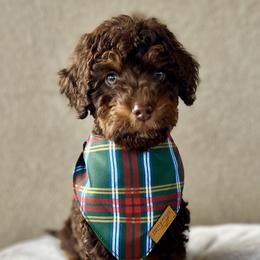Bernedoodle and Cavapoo Puppies from Cascade Springs Doodles