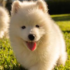 Samoyeds from White Sapphire Samoyeds