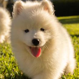Samoyeds from White Sapphire Samoyeds