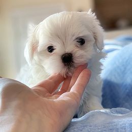 Maltese Puppies from Platinum Dunes Maltese