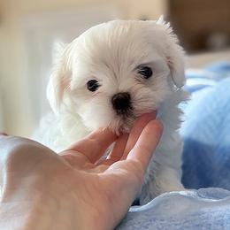Maltese Puppies from Platinum Dunes Maltese