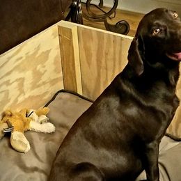 Dilute Retrievers from Kingdom Labs
