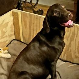 Dilute Retrievers from Kingdom Labs