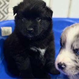 Sparkle - Black & white female Australian Shepherd puppy in Devine, Texas from Sun Kissed Aussies