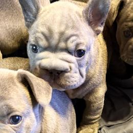 Fitzgerald - Blue male French Bulldog puppy in Deer Park, Texas from Lots of Ropes French Bulldogs