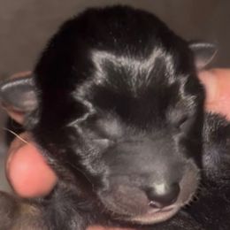 AKC B:T2 - Black and tan male Shiba Inu puppy in Clewiston, Florida from Animal Farm Shiba Inus & Mameshibas