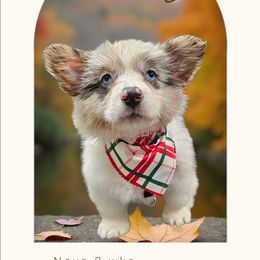 Skittles - Blue merle and white female American Corgi puppy in Mansfield, Ohio from Moonrise corgis