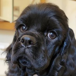 Cocker Spaniels from Show'NTail Cockers