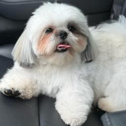 Max - Shih Tzu