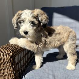 Treat - Chocolate merle female Bernedoodle puppy in Springville, Utah from Oodles of Bernedoodles