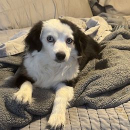 Jules - Australian Shepherd