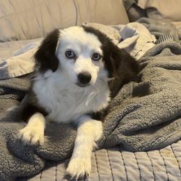 Jules - Australian Shepherd