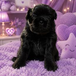 Girl 2 - Black gold and white female Shih Tzu puppy in Augusta, Maine from Zulas Shih Tzu of Maine